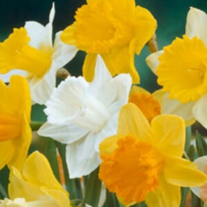 Narcissus Bulb Large Cup Large Flowering Mixture Daffodil