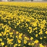 Narcissus Bulb Trumpet Dutch Master Daffodil 75 Count Bag
