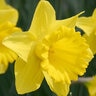 Narcissus Bulb Trumpet Dutch Master Daffodil 75 Count Bag