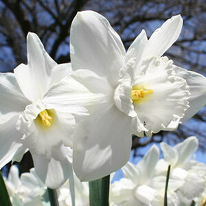 Narcissus Bulb Trumpet Mount Hood Daffodil
