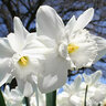 Narcissus Bulb Trumpet Mount Hood Daffodil