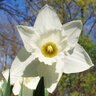 Narcissus Bulb Trumpet Mount Hood Daffodil