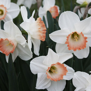Narcissus Bulb Large Cup Pink Pride Daffodil