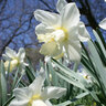Narcissus Bulb Large Cup Ice Follies Daffodil 75 Count Bag