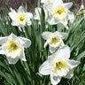 Narcissus Bulb Large Cup Ice Follies Daffodil 75 Count Bag