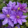 Clematis Vancouver Starry Nights Clematis Staked Premium 2 gal. Container