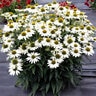 Echinacea X Kismet White Coneflower