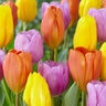 Tulipa Bulb Portfolio Bright Lights Mixture Tulip 50 Count Bag