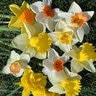 Narcissus Bulb Portfolio Exhibition Mixture Daffodil 50 Count Bag