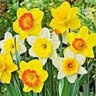 Narcissus Bulb Portfolio Exhibition Mixture Daffodil 50 Count Bag