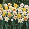 Narcissus Bulb Portfolio Exhibition Mixture Daffodil 50 Count Bag