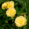 Trollius X Cultorum New Moon Globe Flower