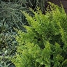 Chamaecyparis Pisifera Sqarrosa Minima Sawara Cypress
