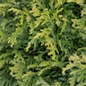 Chamaecyparis Pisifera Sqarrosa Minima Sawara Cypress