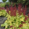 Heuchera X Dolce Appletini Coral Bells