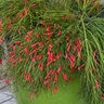 Russelia X St. Elmos Fire Firecracker Plant