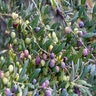 Olea Europaea Arbequina Fruiting Olive