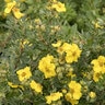 Potentilla Fruticosa Cheesehead Shrubby Cinquefoil