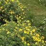 Potentilla Fruticosa Cheesehead Shrubby Cinquefoil