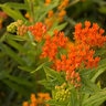 Asclepias Tuberosa Gay Butterflies Milkweed