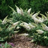 Buddleia X Color Choice Pugster White Butterfly Bush
