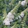 Buddleia X Color Choice Pugster White Butterfly Bush