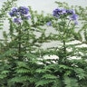 Polemonium Yezoense var. Hidakanum Bressingham Purple Jacobs Ladder