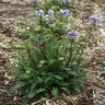Polemonium Yezoense var. Hidakanum Bressingham Purple Jacobs Ladder