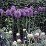 Allium X Gladiator Ornamental Onion
