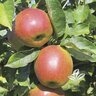 Malus Domestica Jonagold Semi-Dwarf Apple