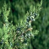 Juniperus Virginiana Cupressifolia Eastern Red Cedar