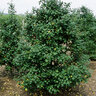 Ilex Opaca Miss Helen American Holly