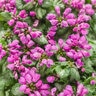 Lamium maculatum Purple Chablis Proven Winners Deadnettle