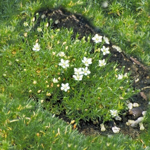 Sagina Subulata Irish Moss