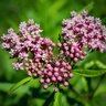 Asclepias Sullivantii Prairie Milkweed