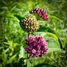 Asclepias Sullivantii Prairie Milkweed