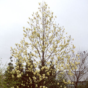 Magnolia X Brooklynensis Lois Magnolia