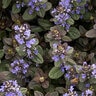 Ajuga Reptans Chocolate Chip Bugleweed
