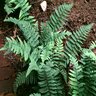 Dryopteris cycadina Shaggy Shield Fern
