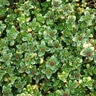 Thymus X Citriodorus Doone Valley Lemon Thyme