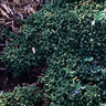 Sedum Pachyclados Gray Stonecrop