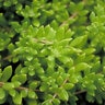 Sedum Acre Mossy Stonecrop