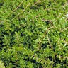 Sedum Acre Mossy Stonecrop