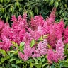 Astilbe X Arendsii Sunny Day Astilbe