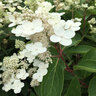 Hydrangea paniculata Pearls N' Pink Panicle Hydrangea