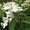Hydrangea paniculata Pearls N' Pink Panicle Hydrangea