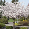 Prunus Serrulata Mt. Fuji Flowering Cherry