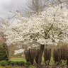 Prunus Serrulata Mt. Fuji Flowering Cherry