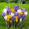 Crocus Bulb Vernus Large Flowering Mixture Crocus Pallet Program 80 Count Bag
