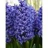 Hyacinthus Bulb Orientalis Blue Jacket Hyacinth